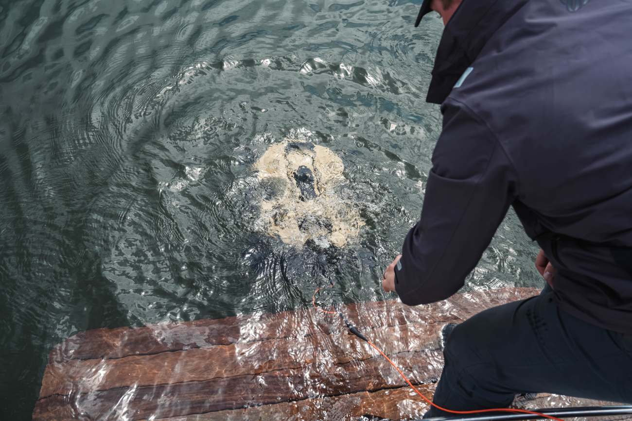SRS FUSION being launched by hand into water with ROV under water