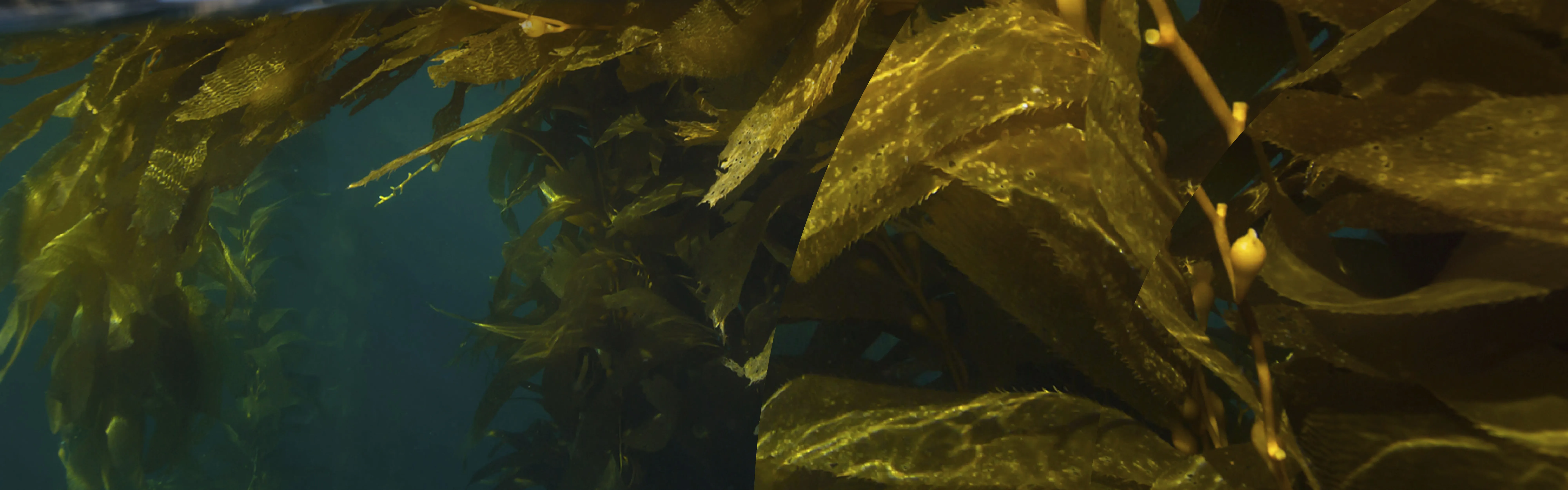Seaweed underwater close up header